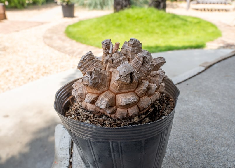 長谷川園芸産】亀甲竜 Dioscorea elephantipes 5寸 | mana's