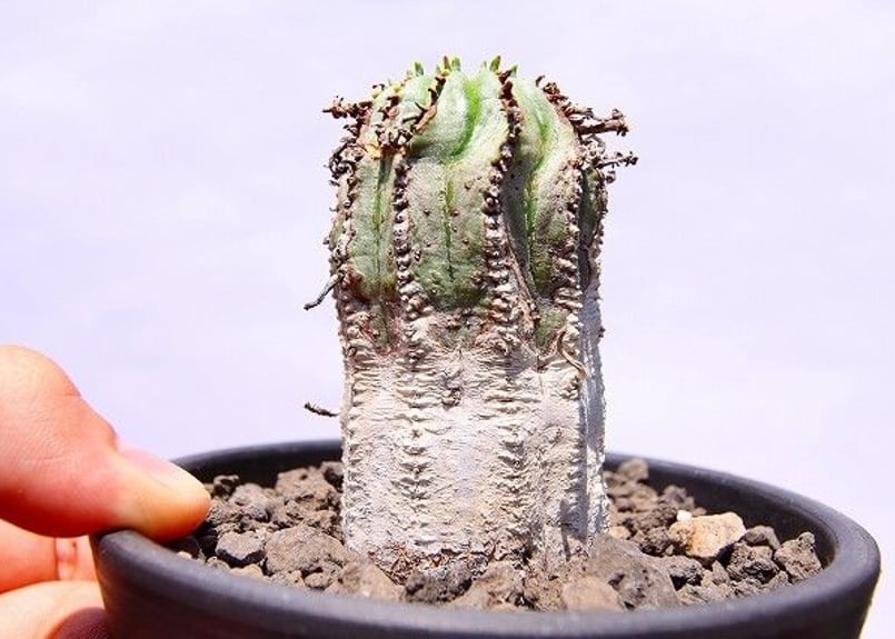 ユーフォルビア オベサ ハイブリッド | mana's farm:塊根植物・アガベ