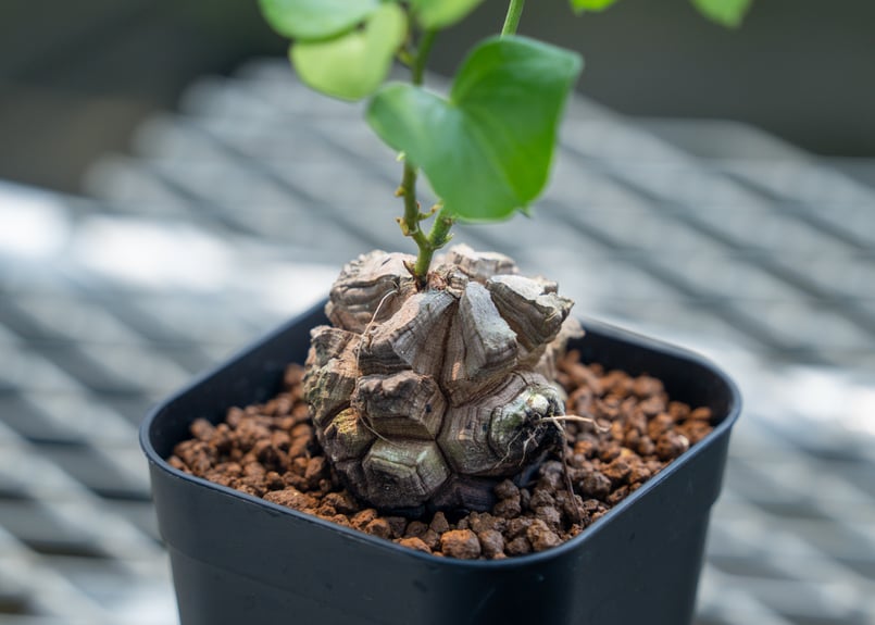 亀甲竜 実生 約9cm 亀甲竜 実生株 | mana's farm:塊根植物・アガベ