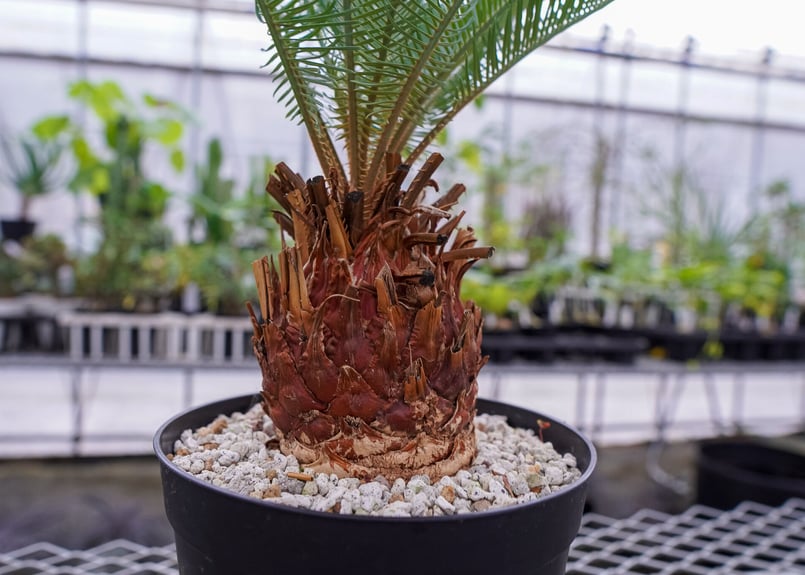 サイカス カイルンシアナ 秋分の日限定価格。 | mana's farm:塊根植物