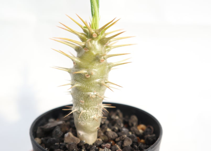 パキポディウム アンボンゲンセ 実生 №3 | mana's farm:塊根植物