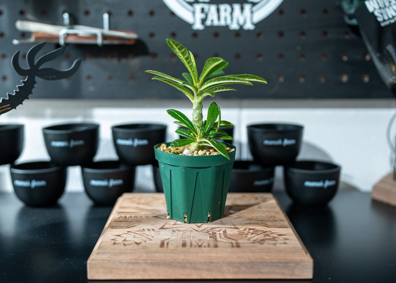 ドルステニア ギガス Dorstenia gigas 沖縄実生 | mana's farm:塊