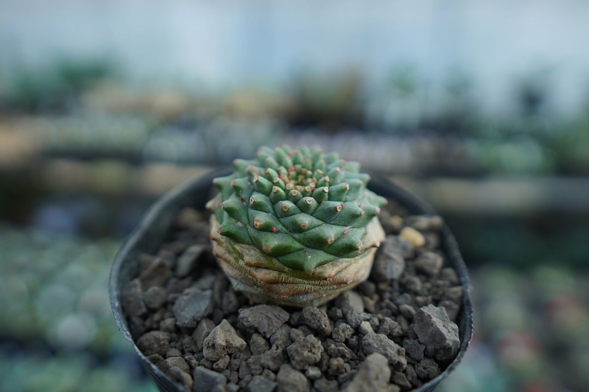 ユーフォルビア オベサ×鉄甲丸 Euphorbia obesa×bupleurifolia |