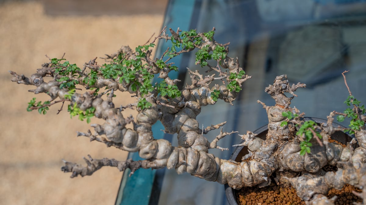 コミフォラ エイル 特選株 | mana's farm:塊根植物・アガベ・ドライ