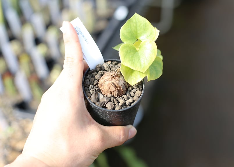 亀甲竜 実生株 | mana's farm:塊根植物・アガベ・ドライガーデン植物