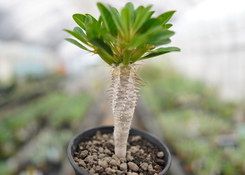 良型！】ユーフォルビア ギラウミニアナ 実生 【1】 | mana's farm