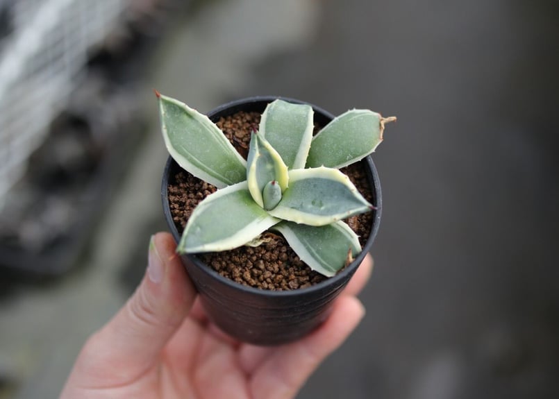 アガベ クリームスパイク | mana's farm:塊根植物・アガベ・ドライ