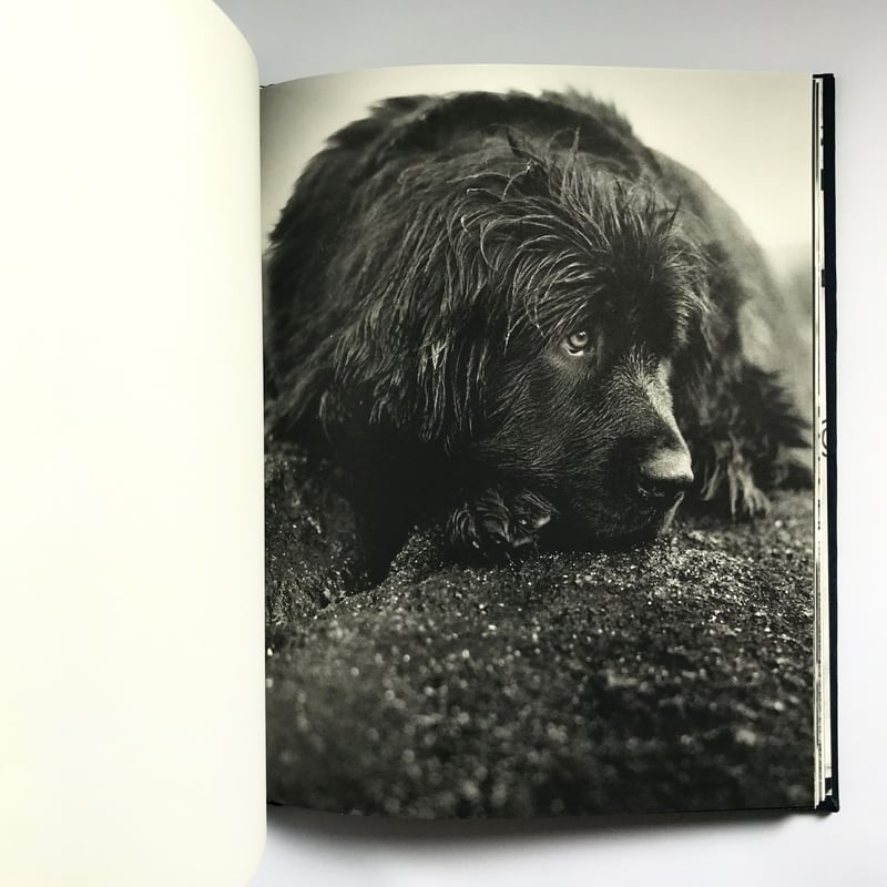Title/Gentle Giants Author/ Bruce Weber | COWBOOKS