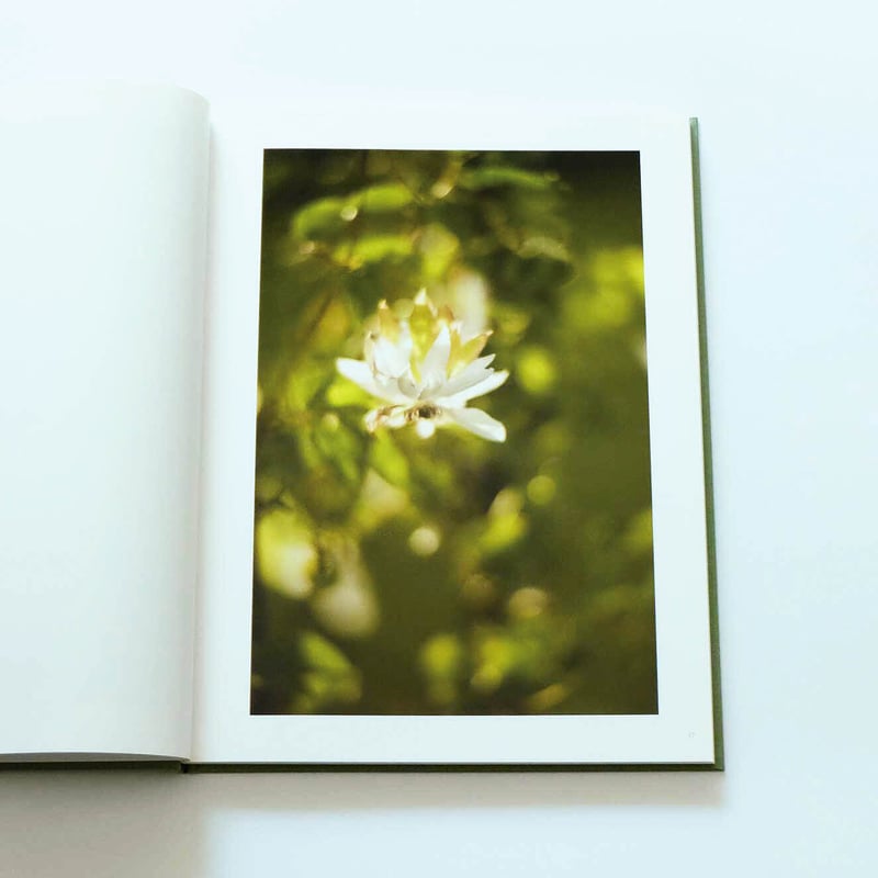 Terri Weifenbach: The may sun | Book Ernest