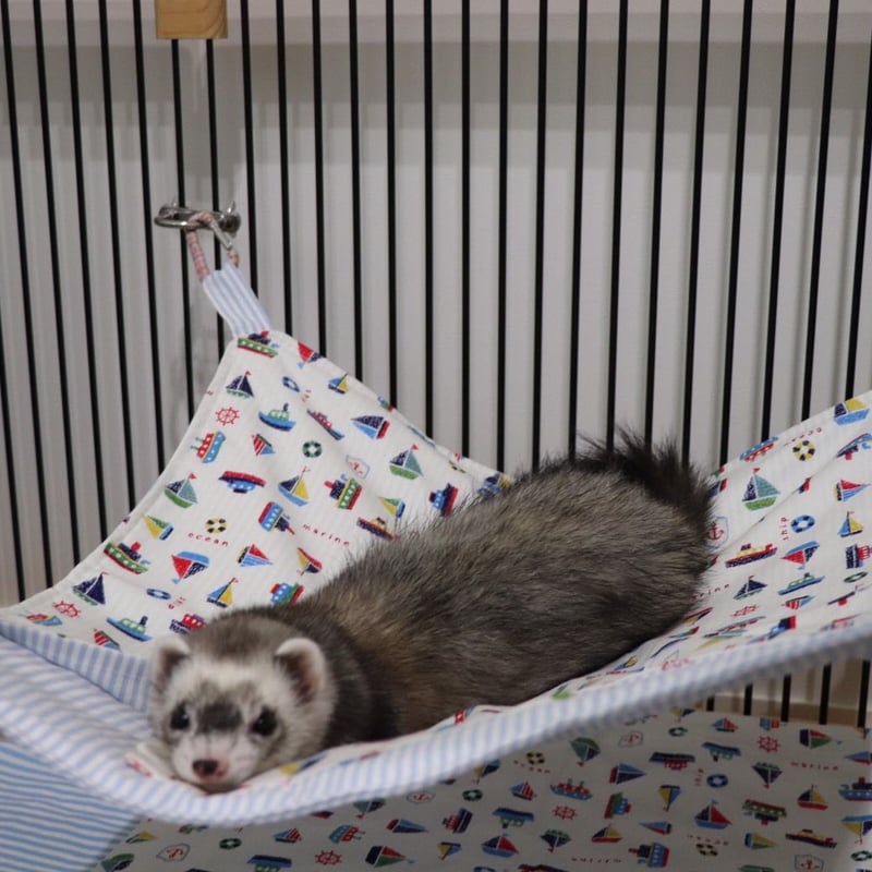 オーダー】ヨット柄グッズ | フェレット ハンモックのお店 Lilicoi