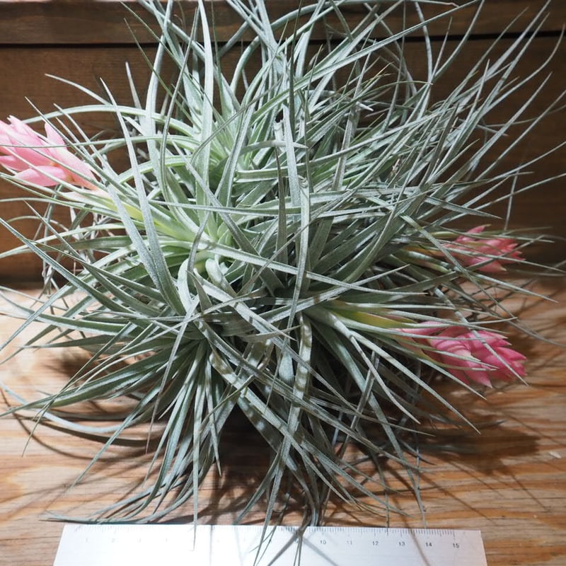 チランジア ／ コットンキャンディ XL-CL (T.'Cotton Candy') ☆XX0