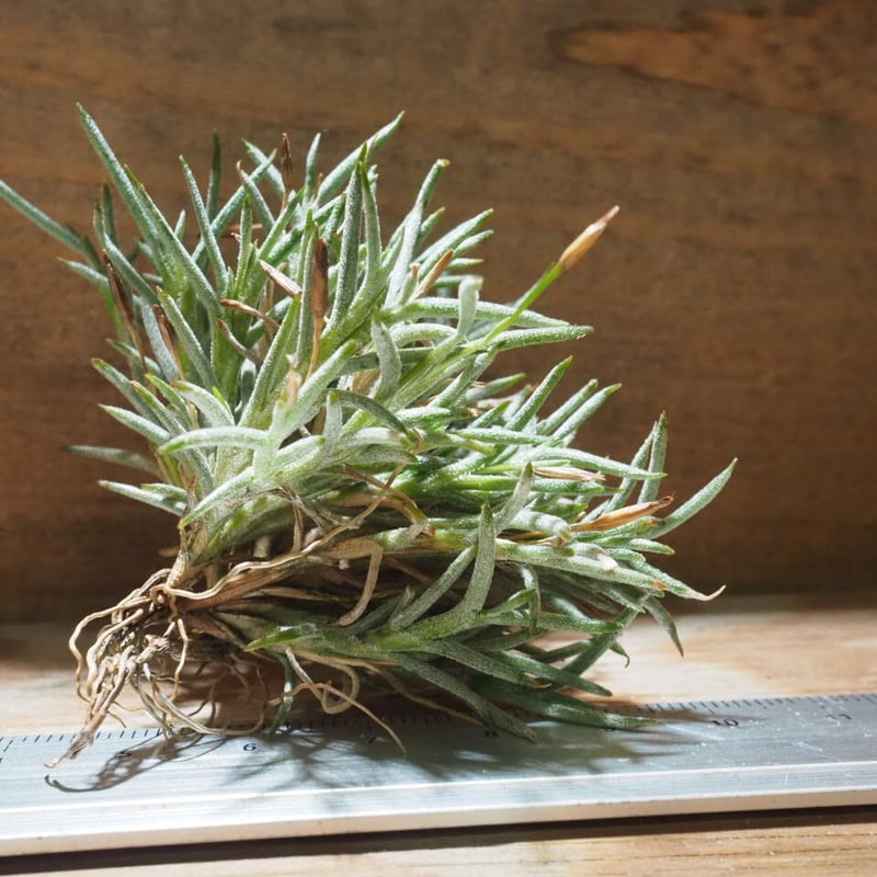 チランジア ／ カピラリス T-Type (T.capillaris) ☆CD01/Jul30