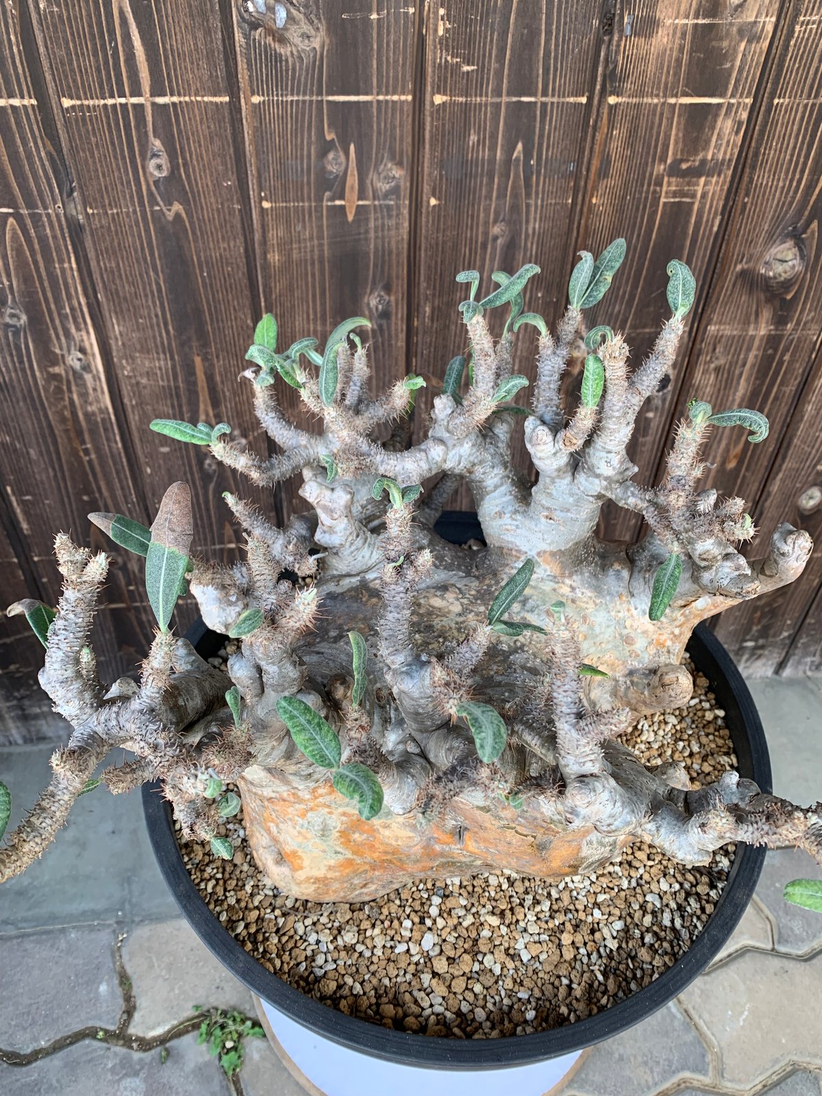 パキポディウム グラキリス 現地球 発根済み 塊根植物 多肉 【公式通販】