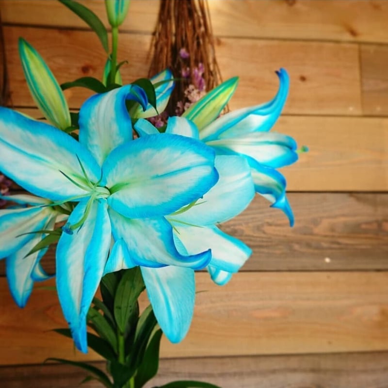 blueカサブランカ【5本セット】 | 花の駅せら「世羅ゆり園」