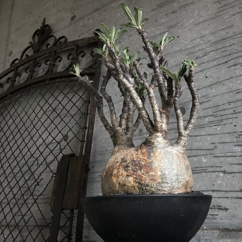 パキポディウム グラキリス 超特大株 特選蟹型 | bot.