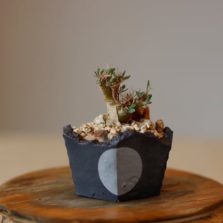 ユーフォルビオイデス | STORES