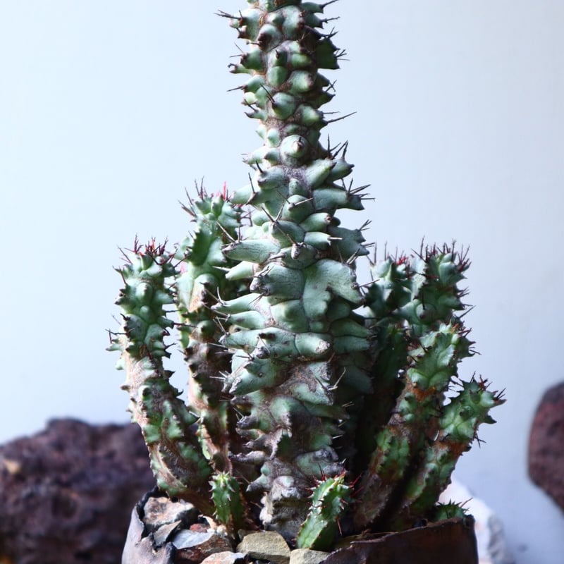 ユーフォルビア ホリダ モンスト Euphorbia horrida f. mons