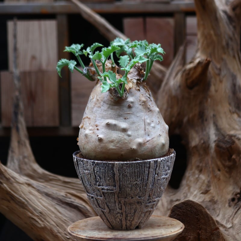 キフォステンマ マクロプス / Cyphostemma uter var. macropus