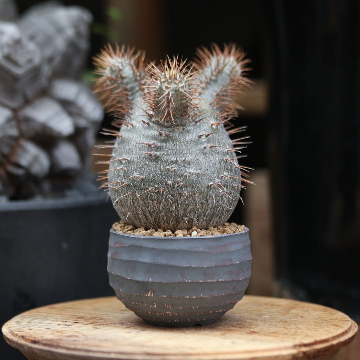 パキポディウム グラキリス 実生／Pachypodium gracilius no.