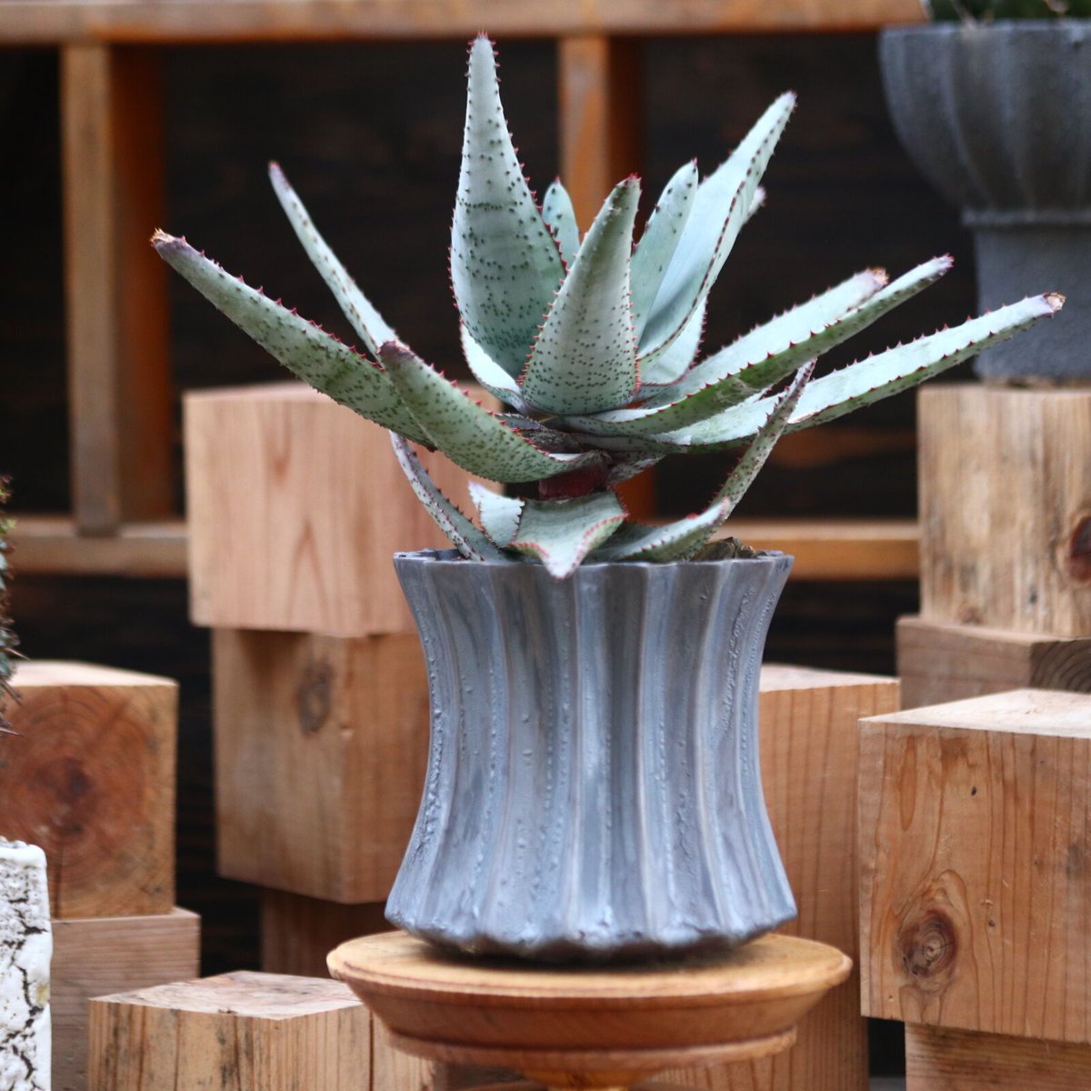 アロエ コニフェラ / Aloe conifera no.31954 | 芽の巣山