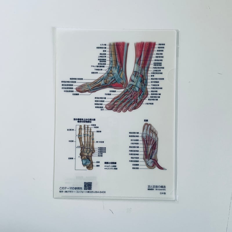 マキトー・コンフォート ／ クリアファイル人体 5枚セット | はちみせ