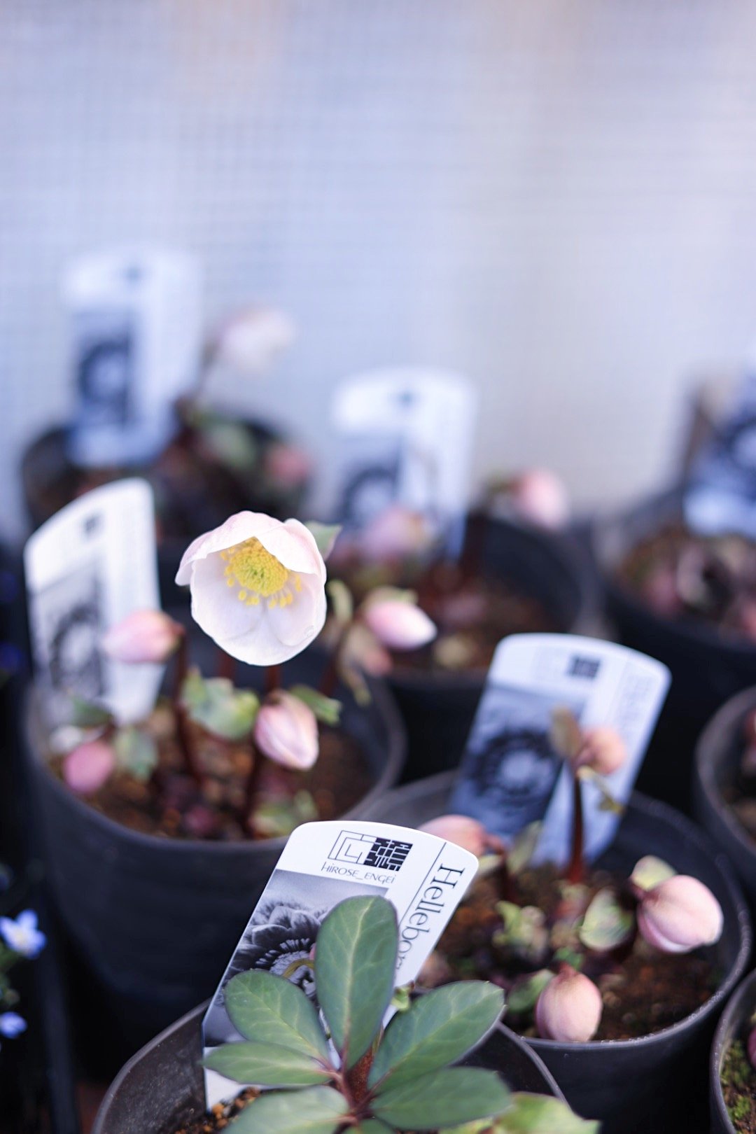 広瀬園芸クリスマスローズ ピンクニゲル4.5寸 | coconiwa