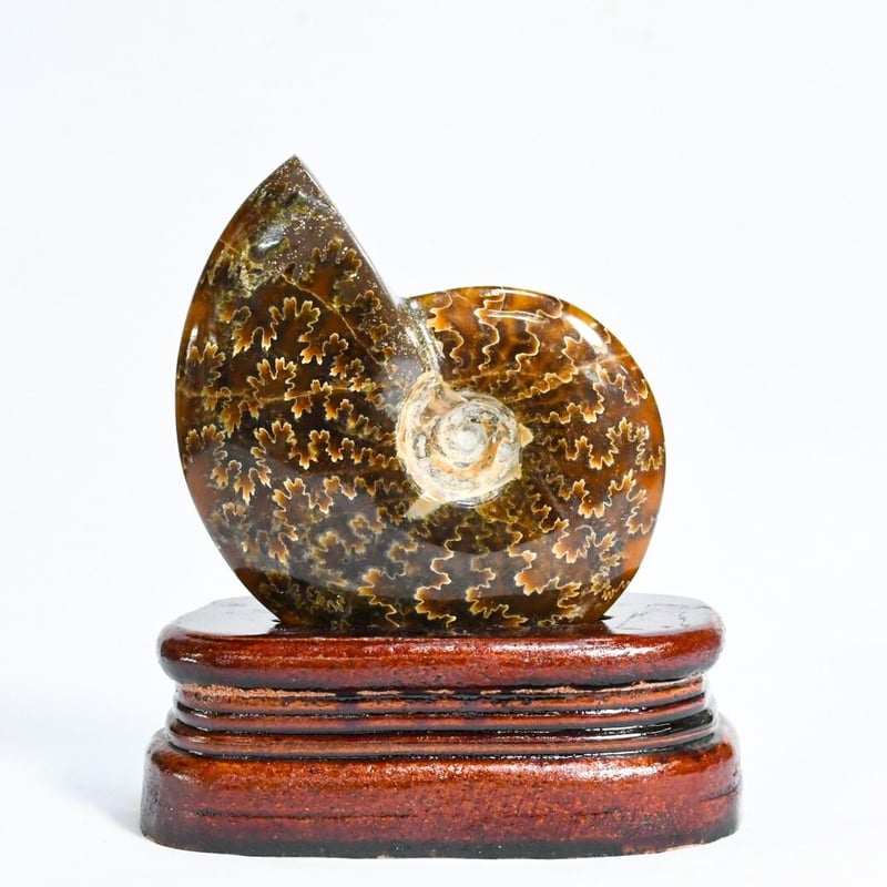 アンモナイトの化石208g(台付き) | 那須高原 石の愉楽