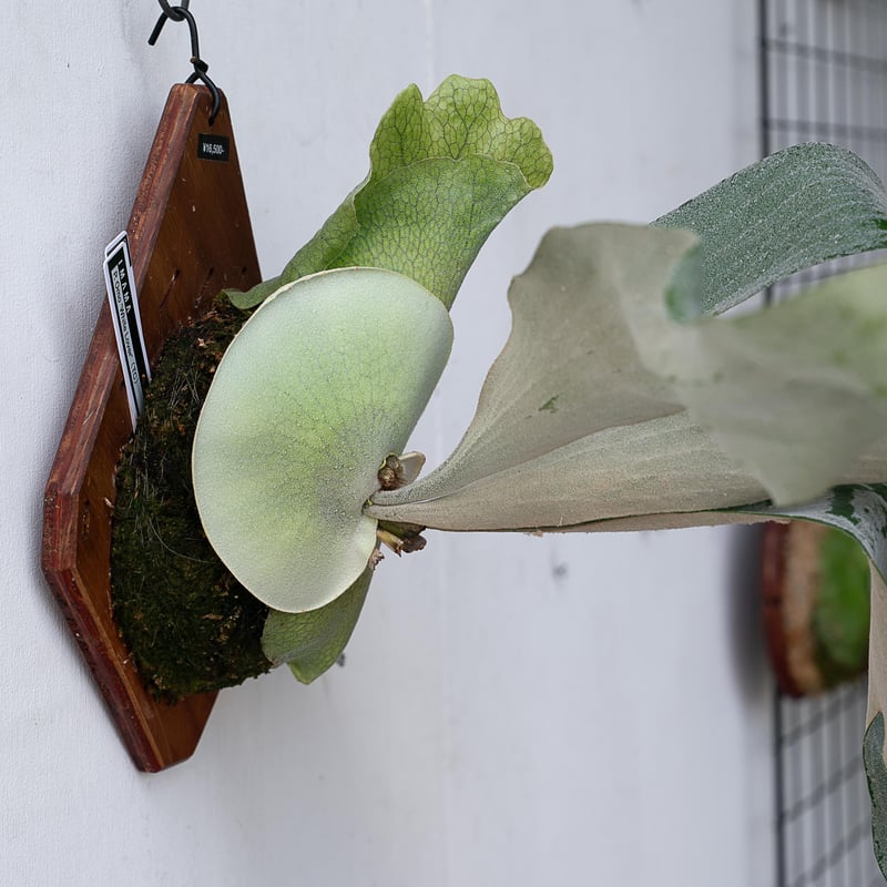 2025.11/12〜】板付ビカクシダ P. Omo 'White Lover'' (TC