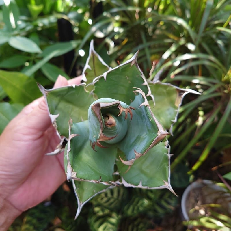 アガベ チタノタ オアハカ Agave titanota Oaxaca 14 | Mellow