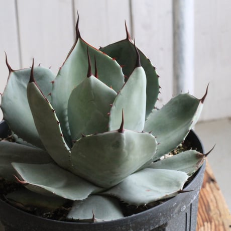 アガベパリートランカータ | STORES