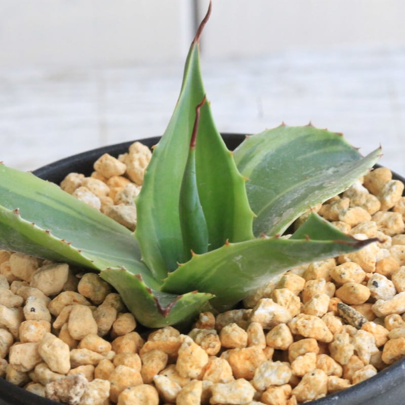 アガベ オバティフォリア キラー | hanayoshi-botanical