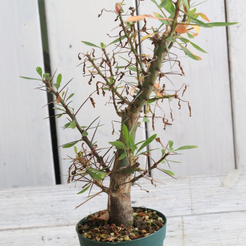 フォークイエリア ファシクラータ×プルプシー（あいのこ）挿し木