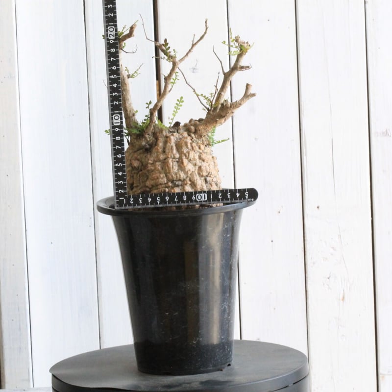 オペルクリカリア パキプス | hanayoshi-botanical