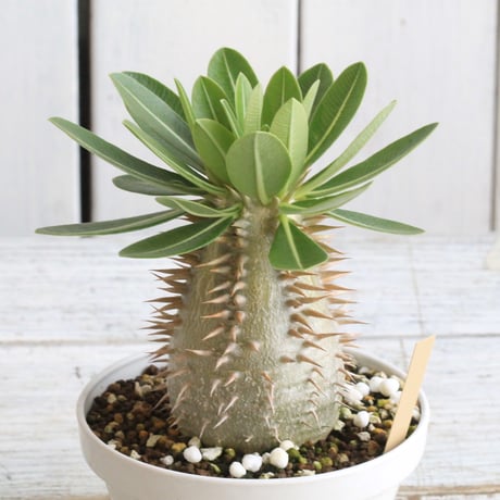 パキポディウムデンシフローラム | STORES