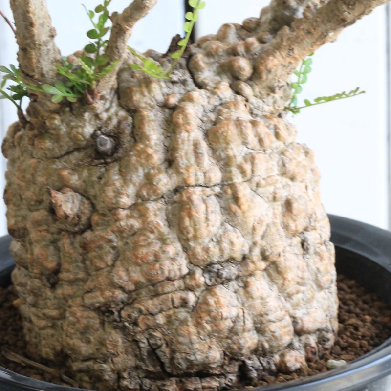 オペルクリカリア パキプス | hanayoshi-botanical