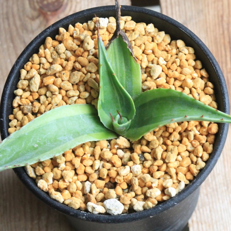 アガベ オバティフォリア キラー | hanayoshi-botanical