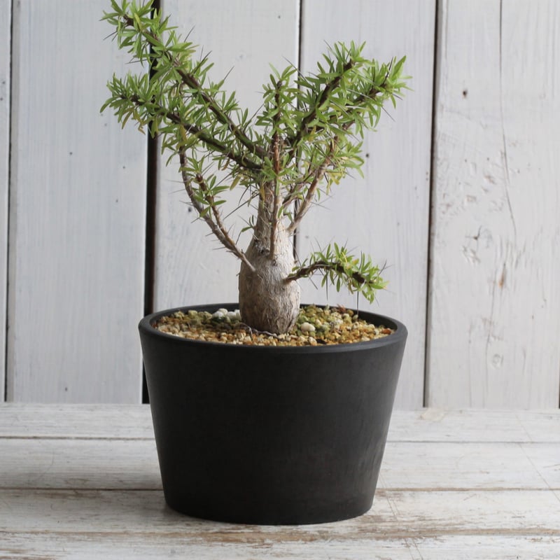 フォークイエリア プルプシー 実生 | hanayoshi-botanical