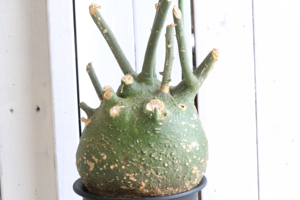 アデニア プセウドグロボーサ | hanayoshi-botanical