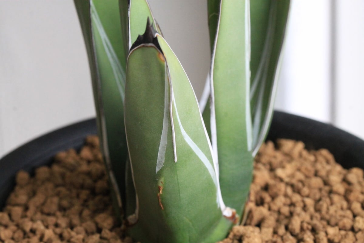 アガベ ニッケルシー 笹吹雪 | hanayoshi-botanical