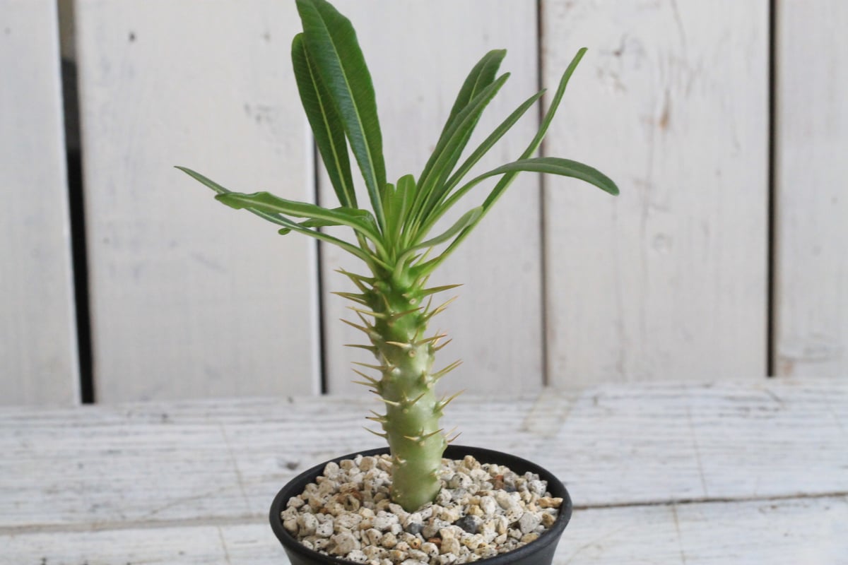 パキポディウム アンボンゲンセ(実生) | hanayoshi-botanical