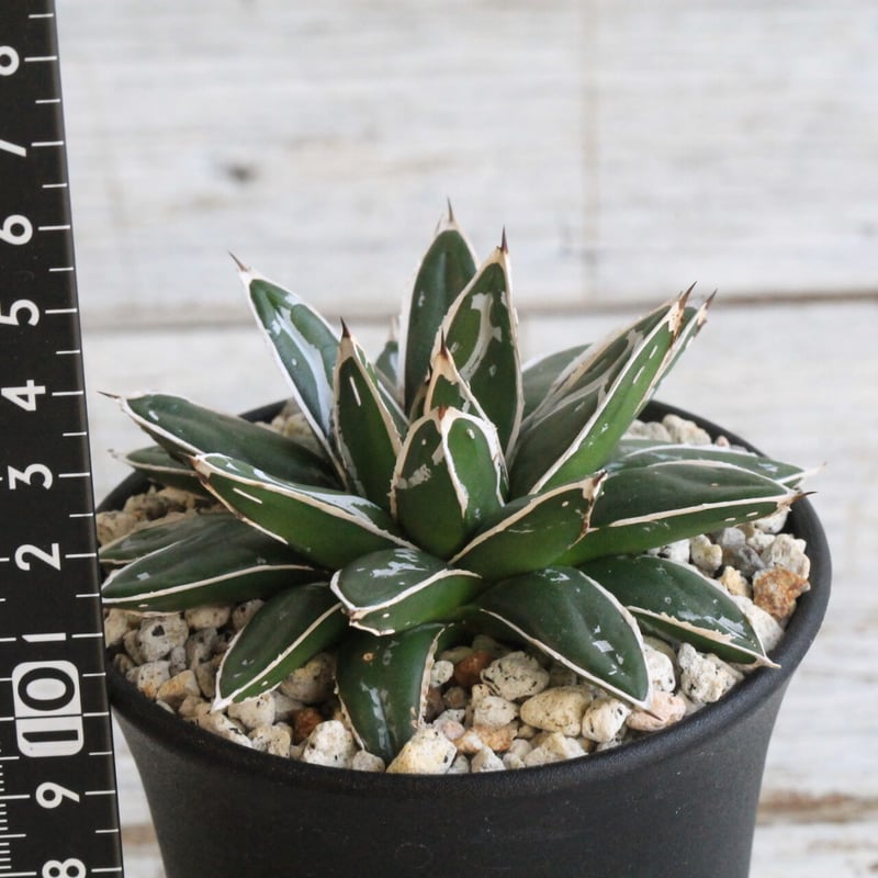 アガベ 姫笹の雪 白外斑入 子株4個付き アガベ 極上姫