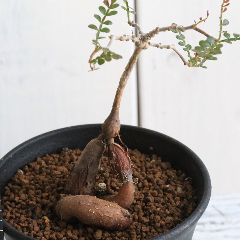 オペルクリカリア パキプス（実生） | hanayoshi-botanical