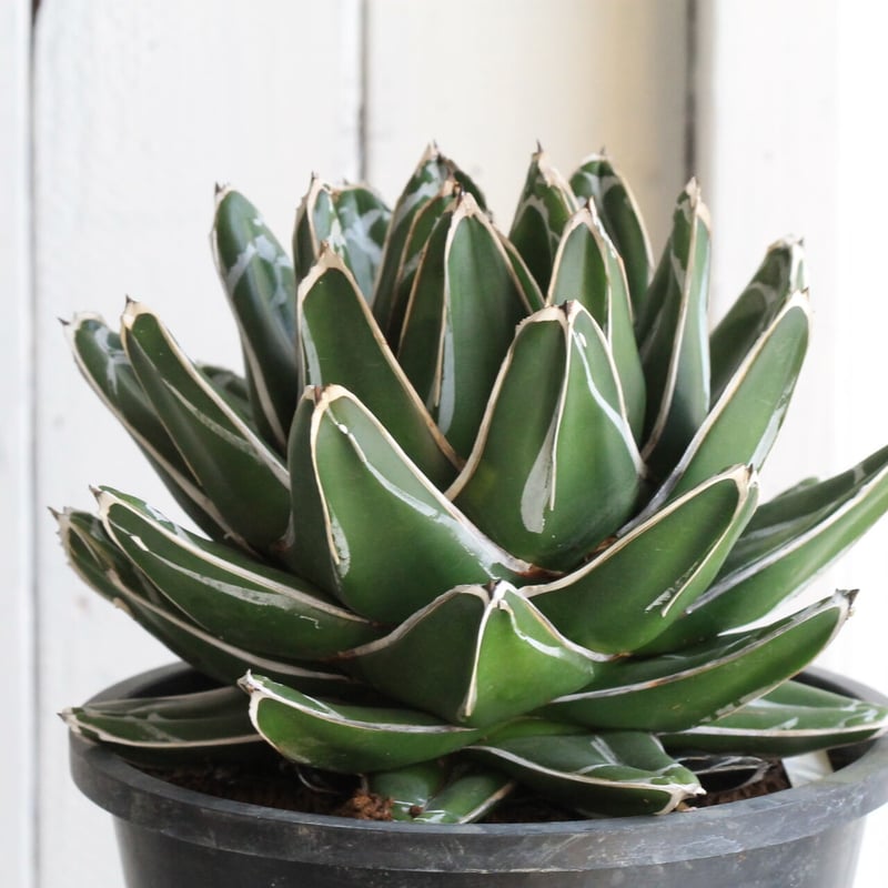 アガベ 笹の雪 アガベ 笹の雪 特ワイド 濃ペンキ | hanayoshi-botanical