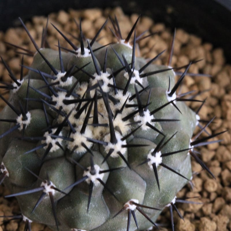 コピアポア 黒王丸（実生） | hanayoshi-botanical