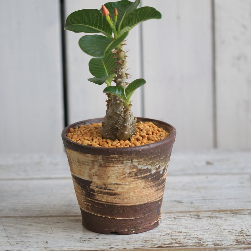 パキポディウム ウィンゾリー 実生 | hanayoshi-botanical