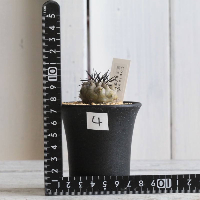 コピアポア シネレア 黒王丸（実生） | hanayoshi-botanical