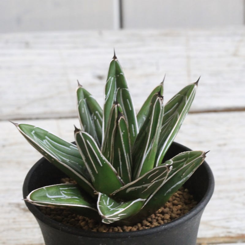 アガベ 特選笹の雪（Y-1） | hanayoshi-botanical