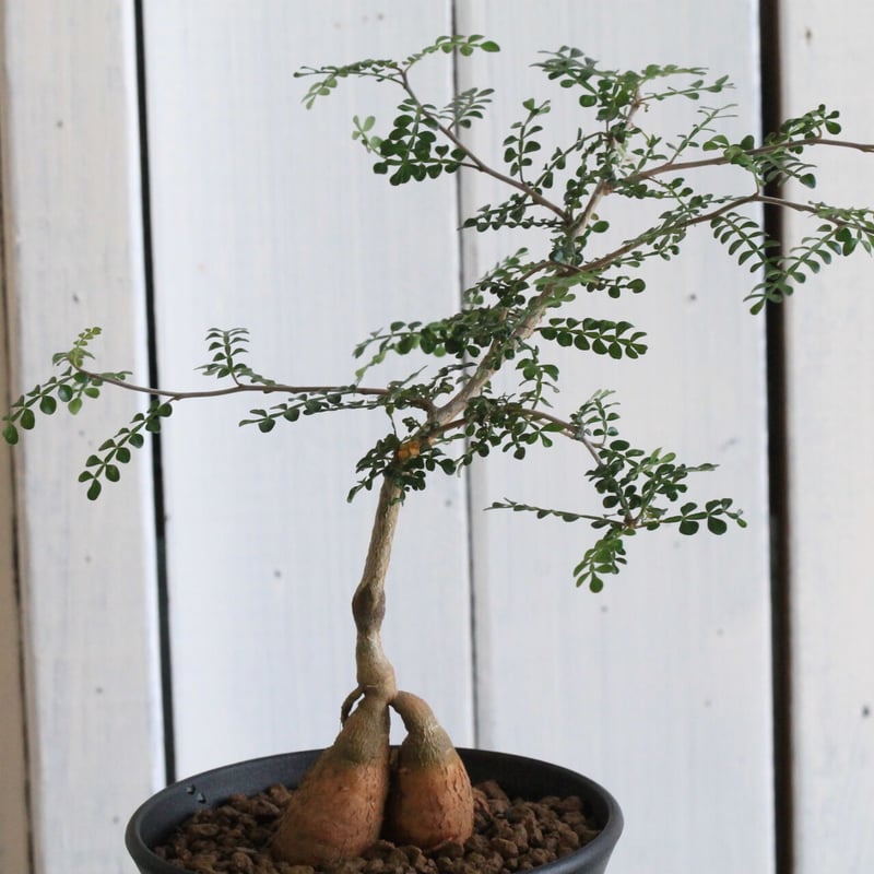 オペルクリカリア デカリー（実生） | hanayoshi-botanical