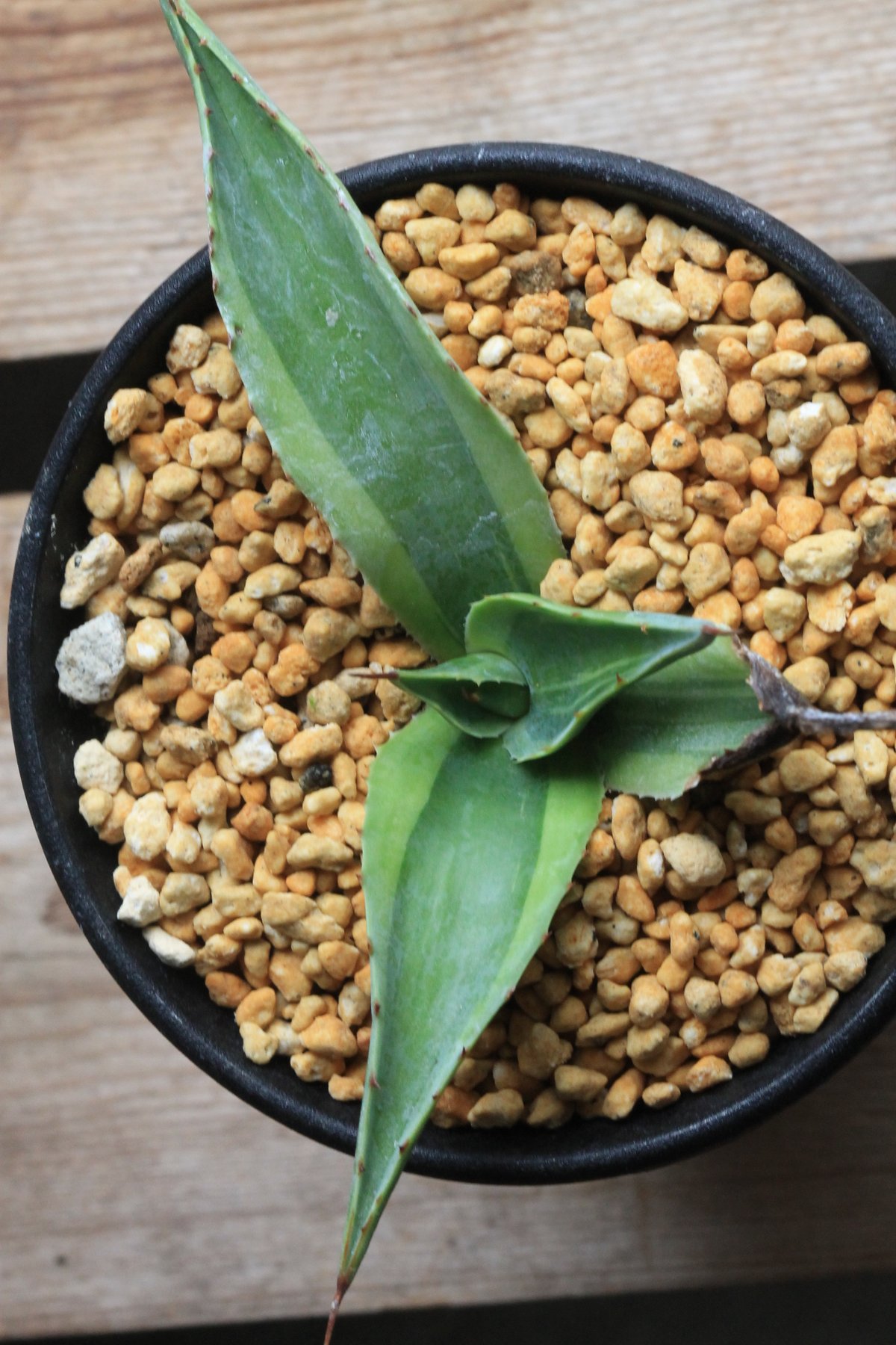 アガベ オバティフォリア キラー | hanayoshi-botanical