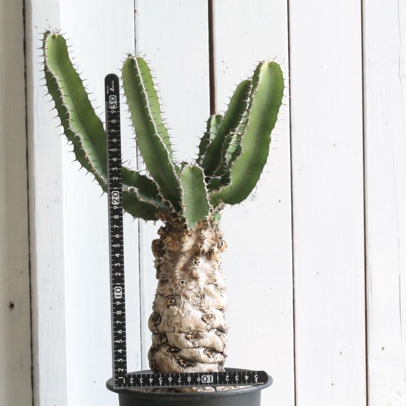 ユーフォルビア ムランジーナ 大株 木質化 良型 （鉢付き) 実生で木質